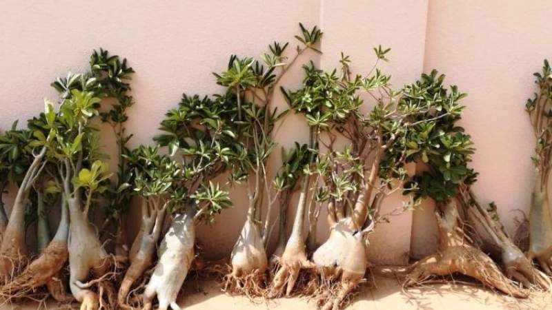 UAE continues to plunder occupied Socotra archipelago