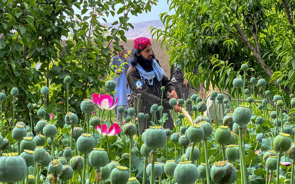 The Taliban launched the ‘most successful counter-narcotics effort in human history’