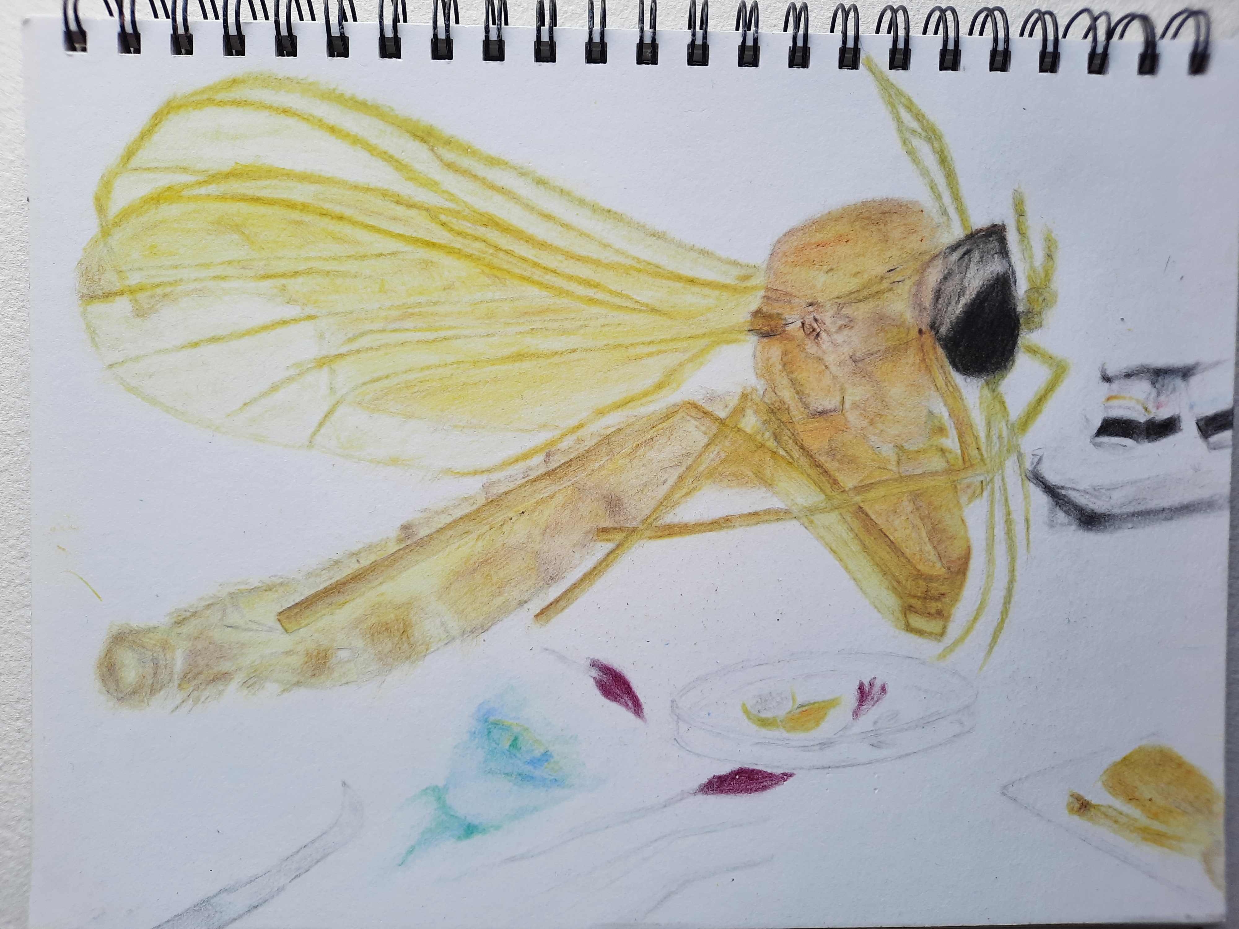 Lygistorrhina – must be returned to Yemen